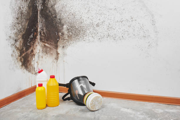 Trusted Cedar Park, TX Mold Removal Experts
