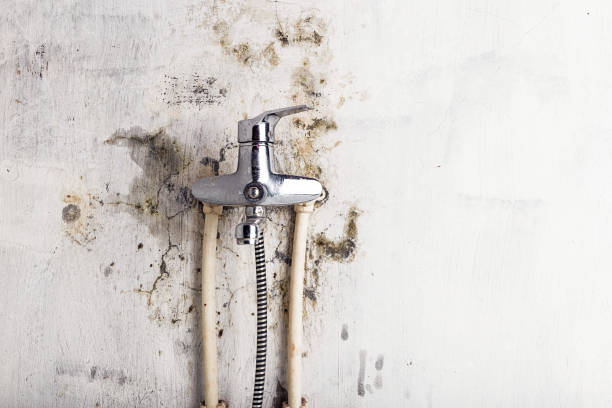 Best Affordable Mold Removal  in Cedar Park, TX