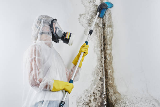 Best Home Mold Removal  in Cedar Park, TX