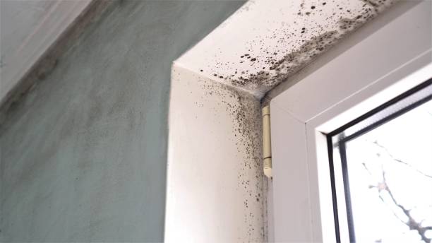 Best Black Mold Removal  in Cedar Park, TX