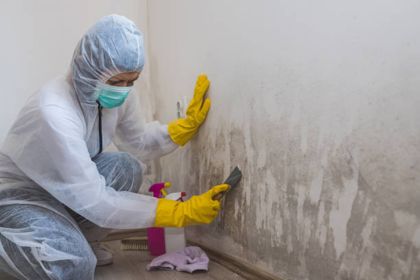 Best Office Mold Removal Services  in Cedar Park, TX