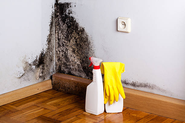 Best Toxic Mold Removal  in Cedar Park, TX