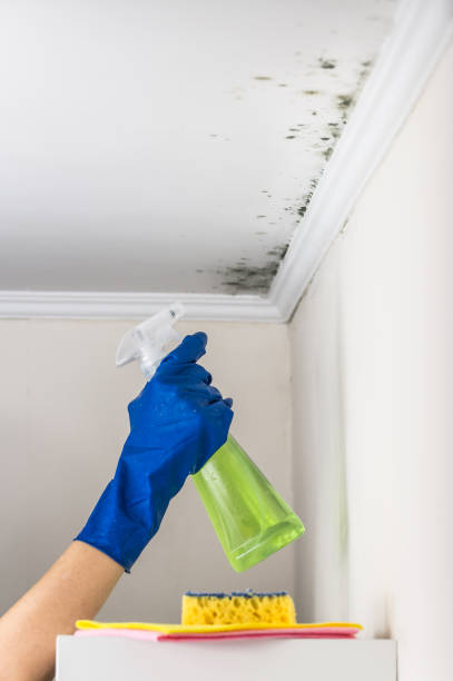Best Local Mold Removal Service  in Cedar Park, TX