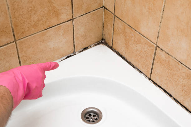 Best Home Mold Removal  in Cedar Park, TX